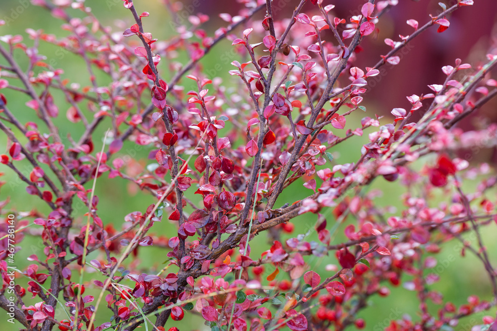 cotoneaster creeping in autumn cotoneaster creeping in autumn