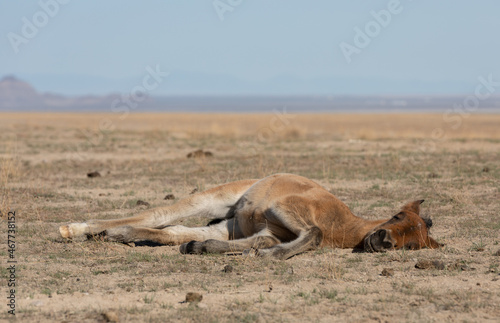 Wild Horse Foal Resting in the Utah Desert