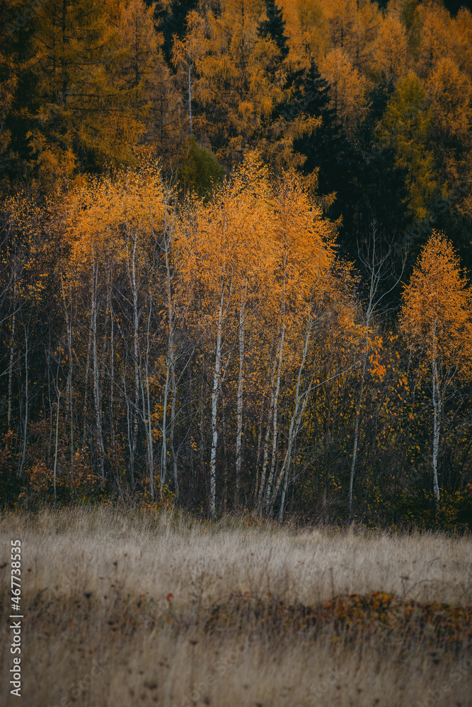 Fototapeta premium autumn forest in the autumn