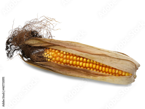 raw corn on the cob half wrapped with dry leafs isolated on white background photo