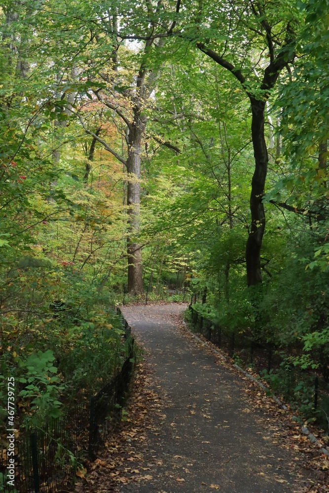 Path in a Forest Path in a Forest