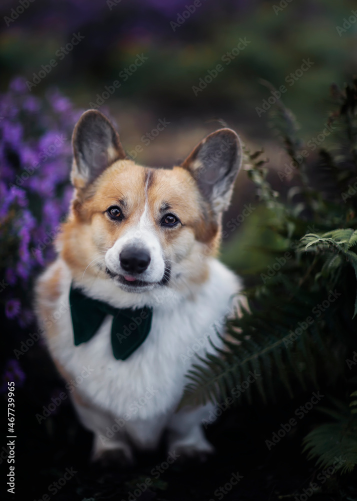 cute corgi dog sitting in autumn garden among flowers cute corgi dog sitting in autumn garden among flowers