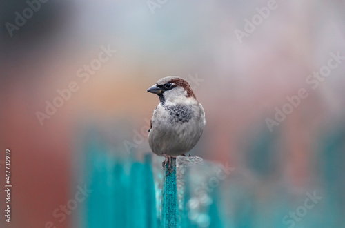 portrait small a sparrow bird sits on a fence in the village in the garden