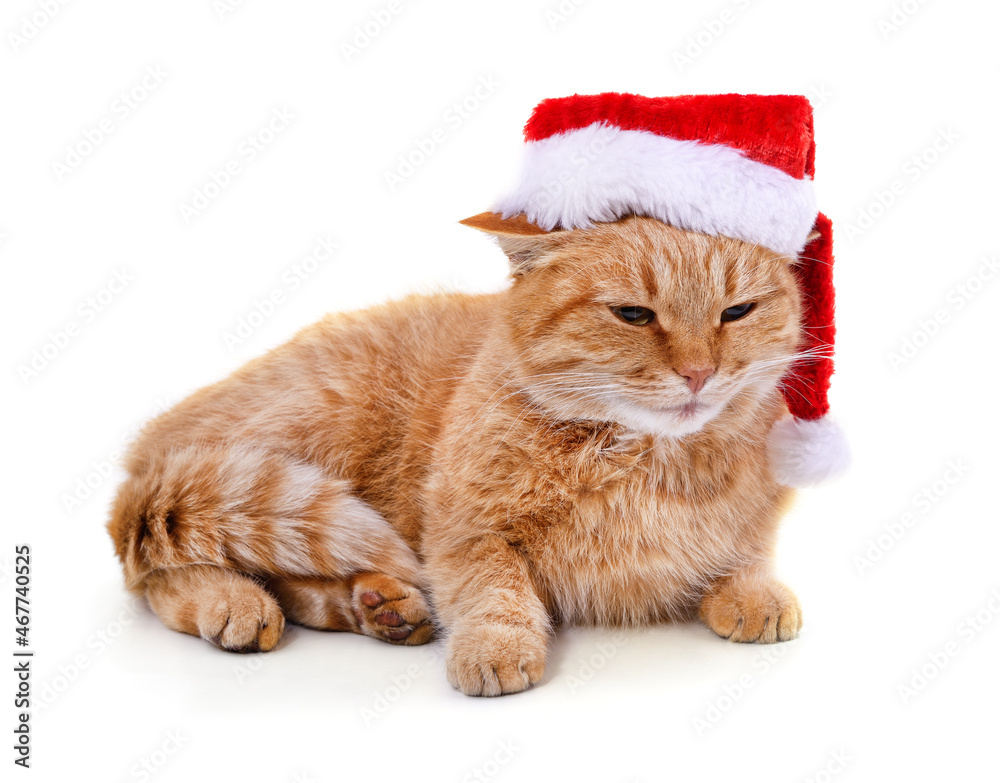 Kitten in the hat Santa. Kitten in the hat Santa.