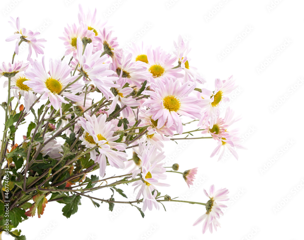 Bouquet of large daisies. Bouquet of large daisies.