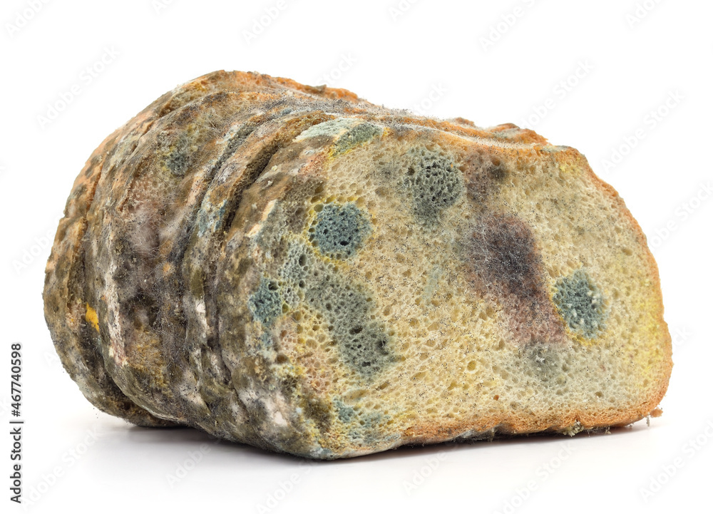 Piece of moldy bread. Piece of moldy bread.