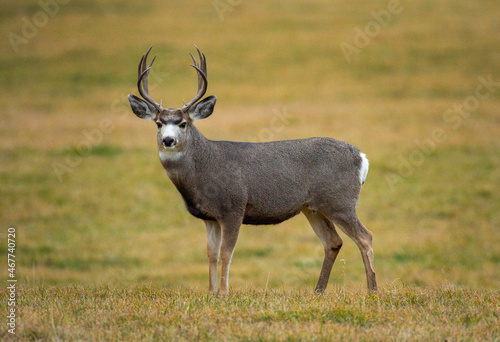 Mule Deer Buck during Rut