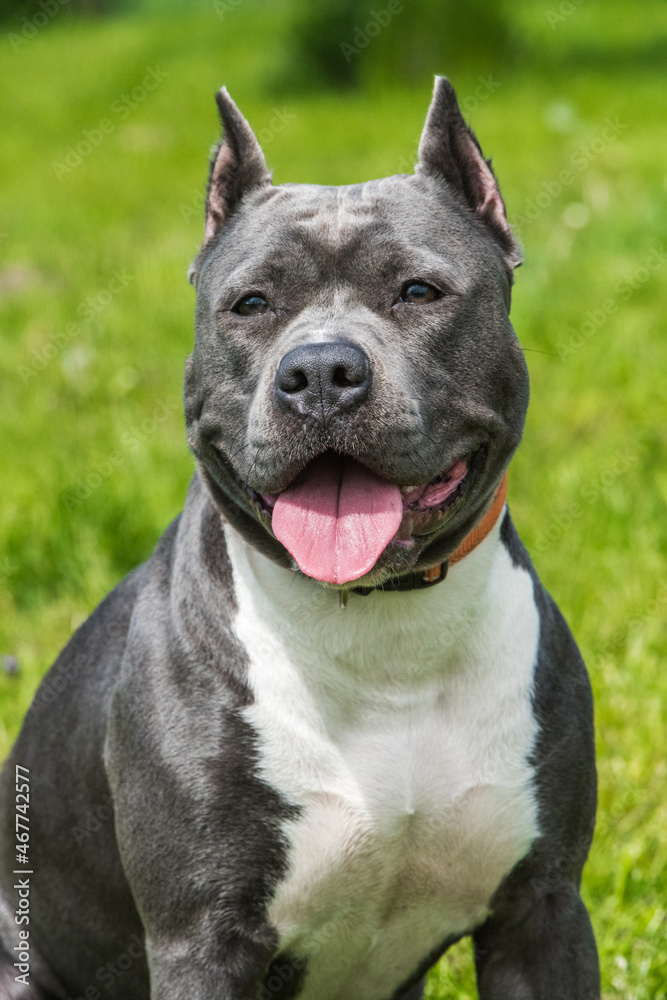 cute Blue hair American Staffordshire Terrier dog