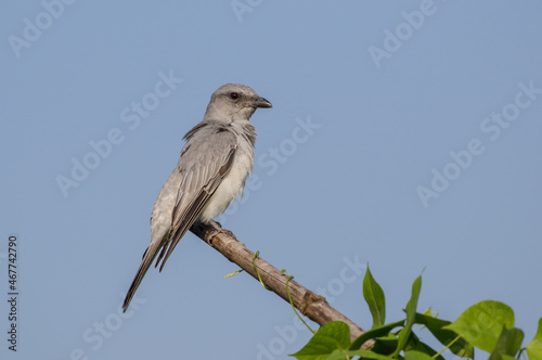 large cuckooshrike stock photo.large cuckooshrike is a species of cuckooshrike found in the Indian Subcontinent and depending on the taxonomic treatment used, Southeast Asia.
