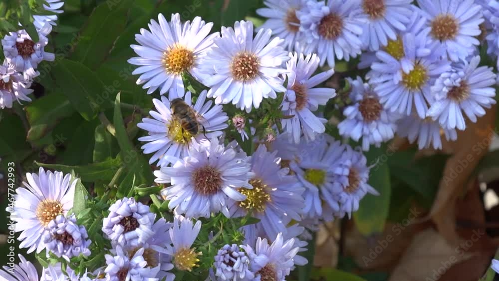 Closeup of purple September flowers in a garden Closeup of purple September flowers in a garden