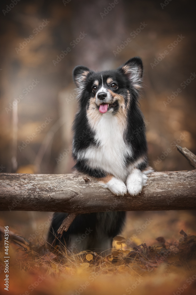 A cute tricolor welsh corgi pembroke fluffy dog standing with his front paws on a fallen tree against the backdrop of a bright autumn landscape. The mouth is open.