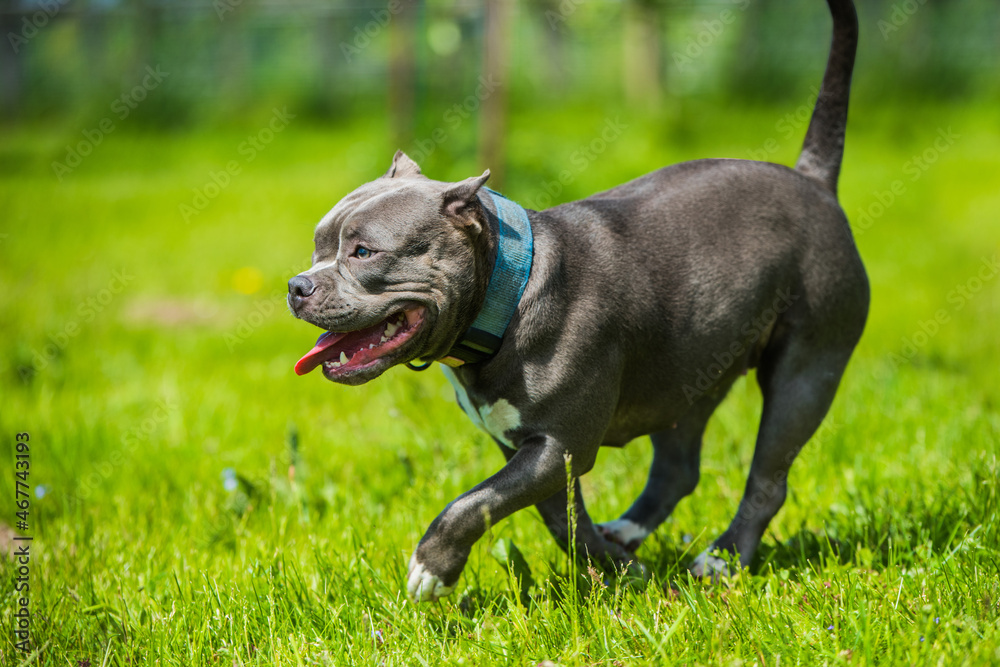 Blue hair American Staffordshire Terrier dog moving Blue hair American Staffordshire Terrier dog moving