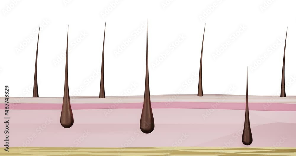 3d render animation of the recovery cycle hair growth hair loss