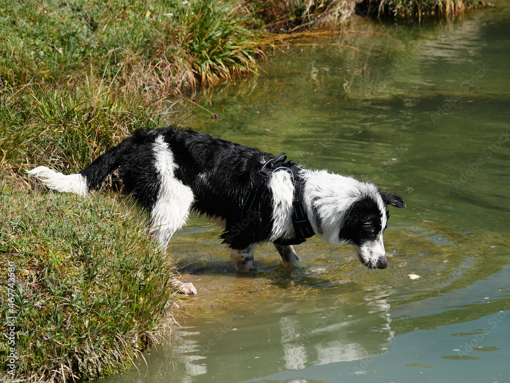 border collie en naturaleza