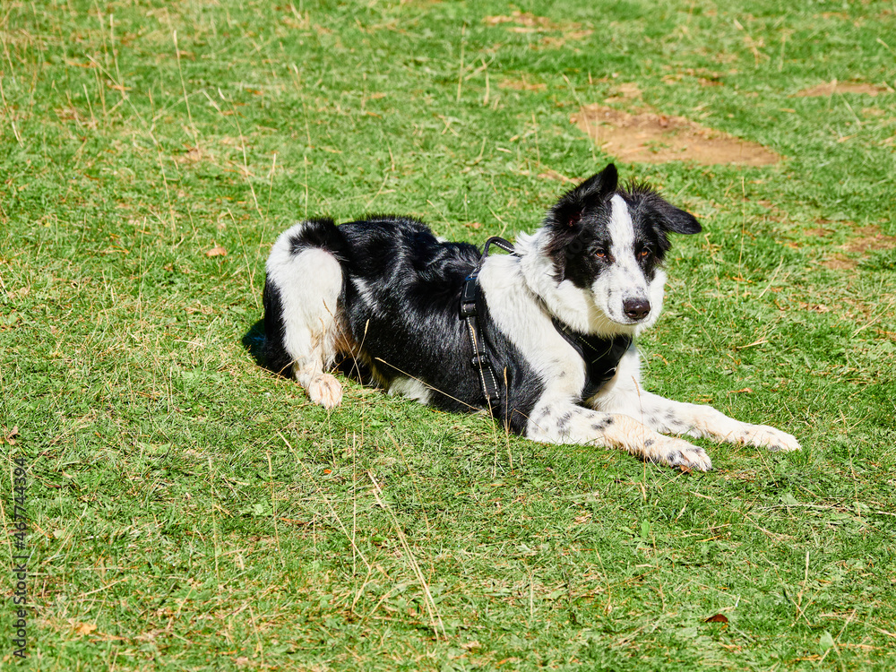 Border collie en naturaleza