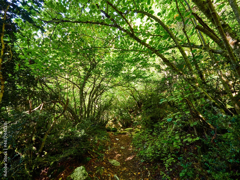 Selva de Irati Orbaizeta