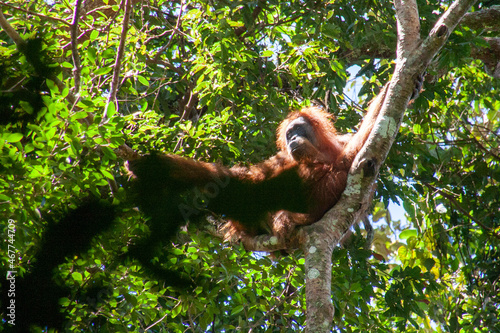 A grown-up orang utan drying in the sunshine after some rainfall in the jungle of Sumatra