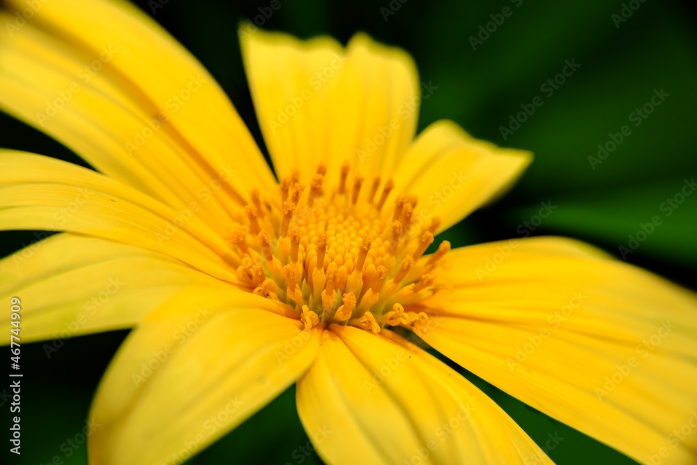 yellow flower closeup yellow flower closeup