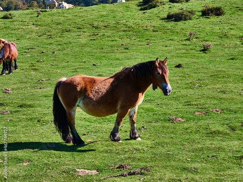 Caballo Orbaizeta photo