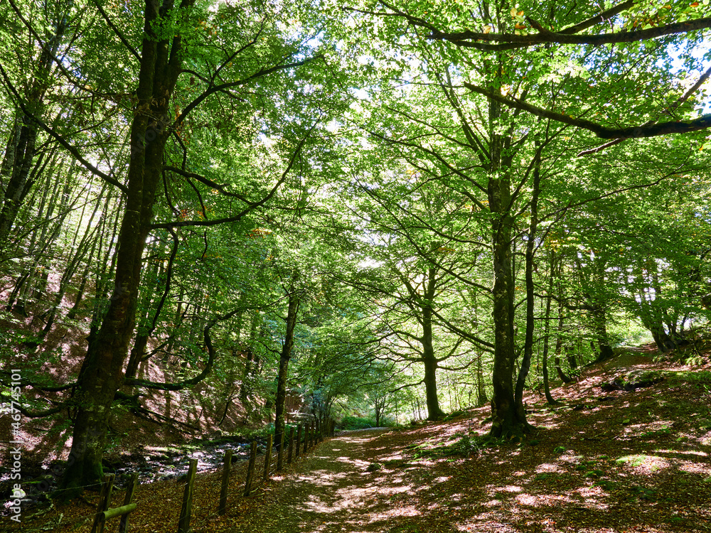 Fototapeta premium Selva de Irati Otsagabia