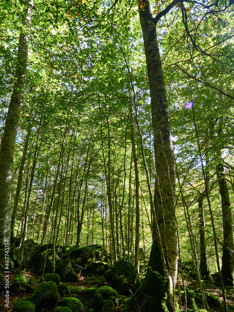 Fototapeta premium Selva de Irati Otsagabia