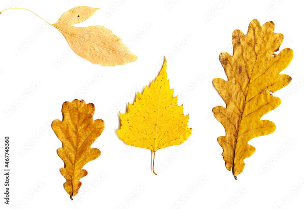 Obraz premium Autumn leaves set