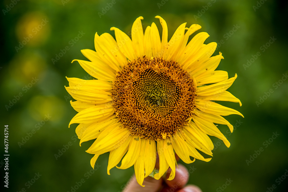 Bright, yellow sunflowers bloomed in the field on a sunny summer day. Bright, yellow sunflowers bloomed in the field on a sunny summer day.