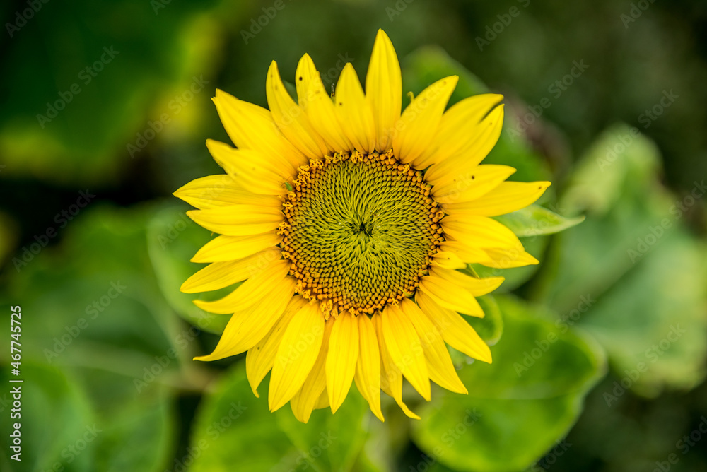 Bright, yellow sunflowers bloomed in the field on a sunny summer day. Bright, yellow sunflowers bloomed in the field on a sunny summer day.