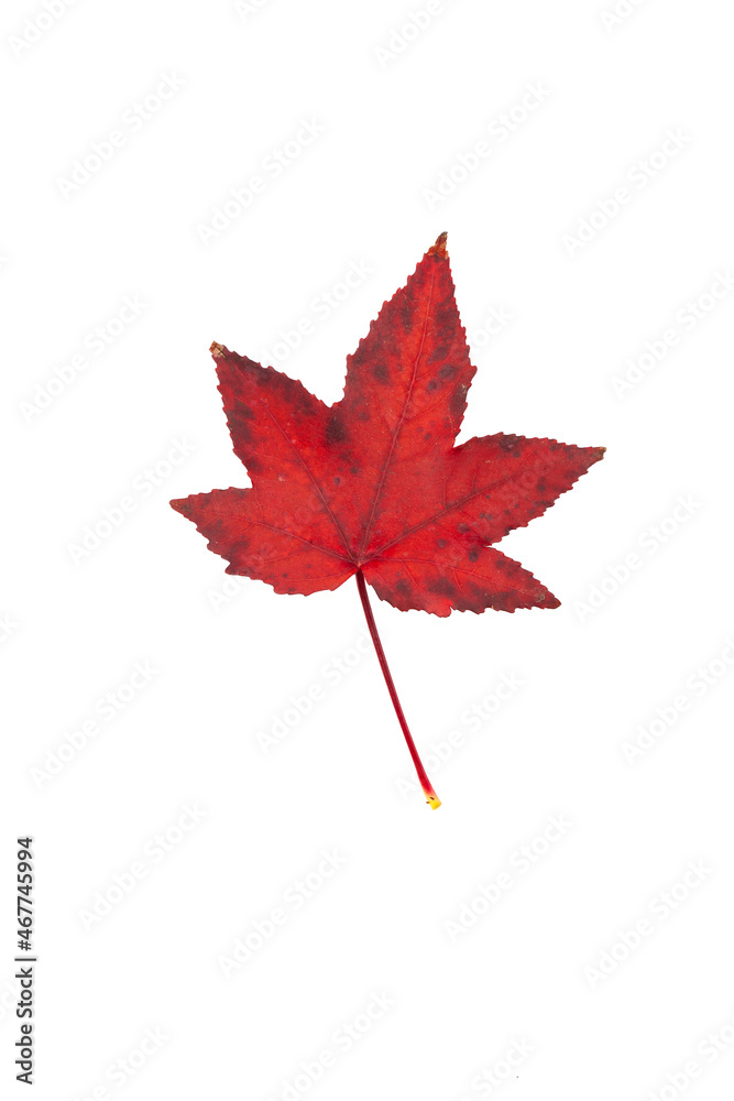 Autumn painting, Autumn maple leaves, Solitary leaf on white background, different colors. Yellow, red, burgundy, green, orange, Tree with wide, in most species, figured leaves.
Autumn painting, Autumn maple leaves, Solitary leaf on white background, different colors. Yellow, red, burgundy, green, orange, Tree with wide, in most species, figured leaves.