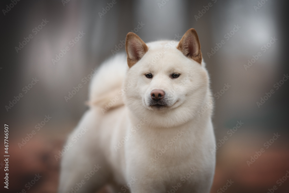 Obraz premium A cute young beige Shiba Inu dog among the fallen red leaves against the backdrop of a foggy autumn landscape. Fluffy tail. Pink nose. White dog. Close-up portrait