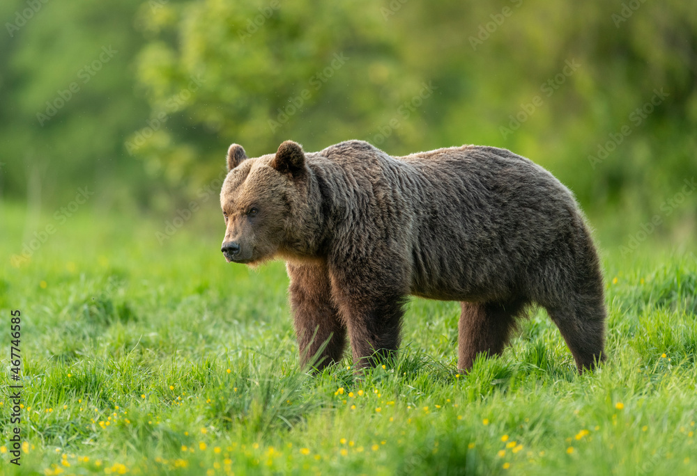 Wild brown bear adult male ( Ursus arctos ) Wild brown bear adult male ( Ursus arctos )