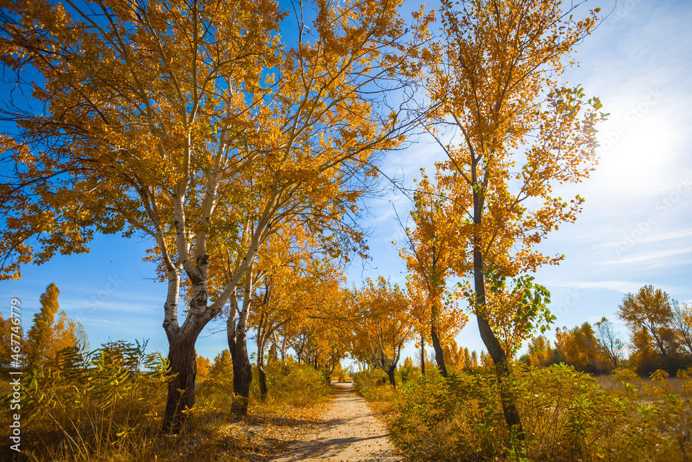 Fototapeta premium small road in red autumn park at the sunny day