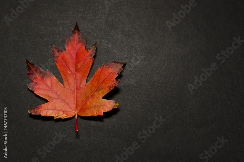 Colorful autumn leaves on black background
