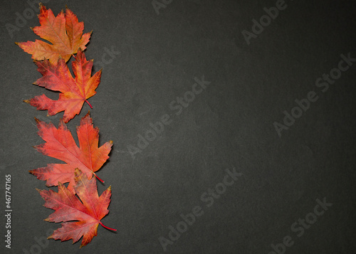 Colorful autumn leaves on black background 
