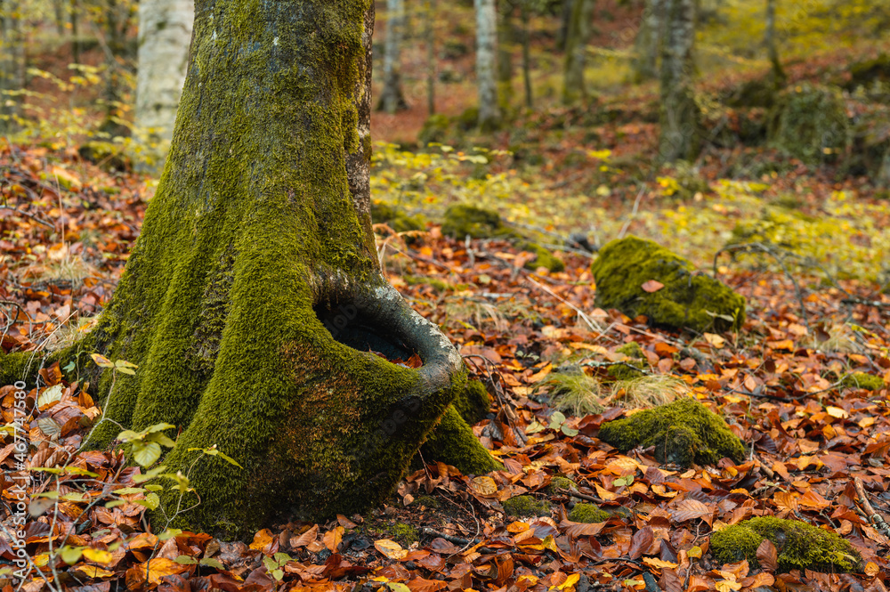 Obraz premium Otoño en la Fageda d'en Jorda