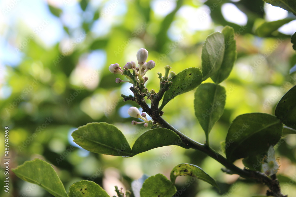 green flower tree branch