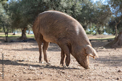 A Iberian pig on the farm