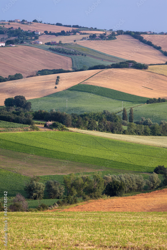Strada Vencareto, Stacciola. Pesaro e Urbino. Paesaggio agricolo collinare con campi di grano