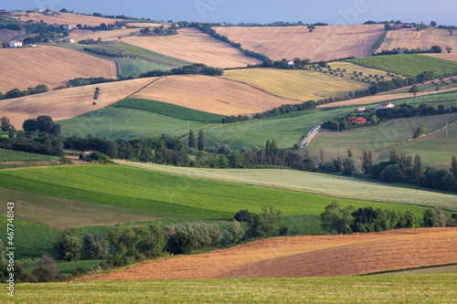 Strada Vencareto, Stacciola. Pesaro e Urbino. Paesaggio agricolo collinare con campi di grano photo