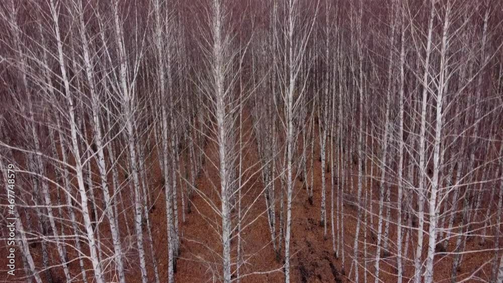 drone flight in front of tall birches drone flight in front of tall birches