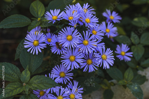 Decorative garden plant with blue flowers. Alpine aster (Aster alpinus). Small blue flowers on a blurry background of green foliage. Novobelgian aster - beautiful autumn flowers in the garden. photo