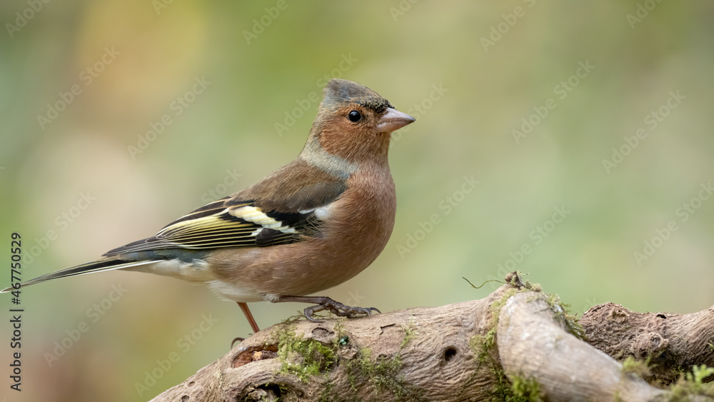 bird, natur, wild lebende tiere, tier, spatz, finch, wild, schnabel, ast, gering bird, natur, wild lebende tiere, tier, spatz, finch, wild, schnabel, ast, gering