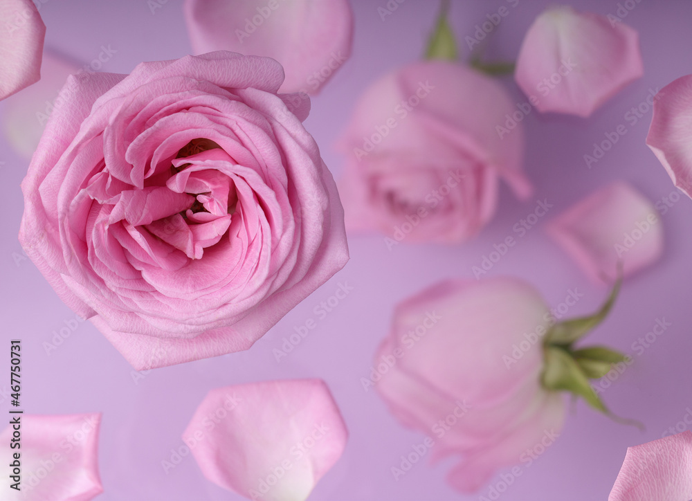 Roses pink buds and petals. Modern creative concept Roses pink buds and petals. Modern creative concept