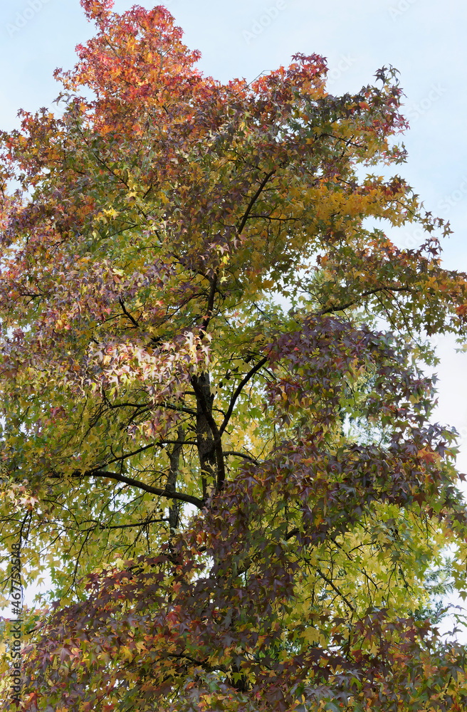 Liquidambar styraciflua | Copalme d'Amérique, arbre d'ornement à forme pyramidale au feuillage palmé et lobé de vert intense aux couleurs chaleureuses jaune, orangé à pourpre Liquidambar styraciflua | Copalme d'Amérique, arbre d'ornement à forme pyramidale au feuillage palmé et lobé de vert intense aux couleurs chaleureuses jaune, orangé à pourpre