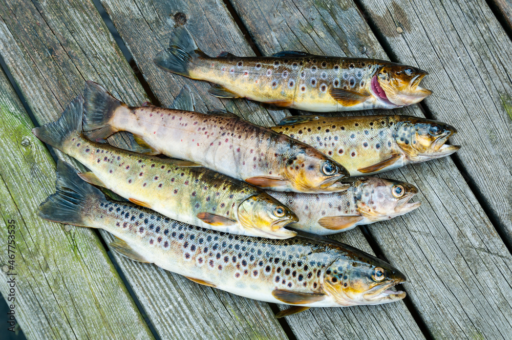 Obraz premium Trout fishing in Bergen Norway.