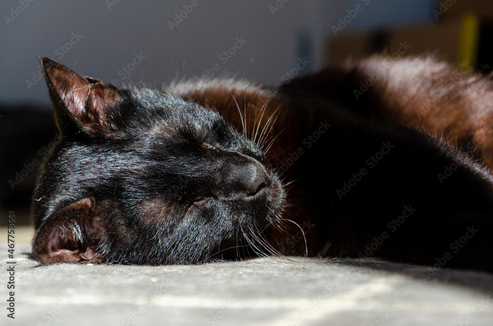black cat sleeping at sun by window black cat sleeping at sun by window