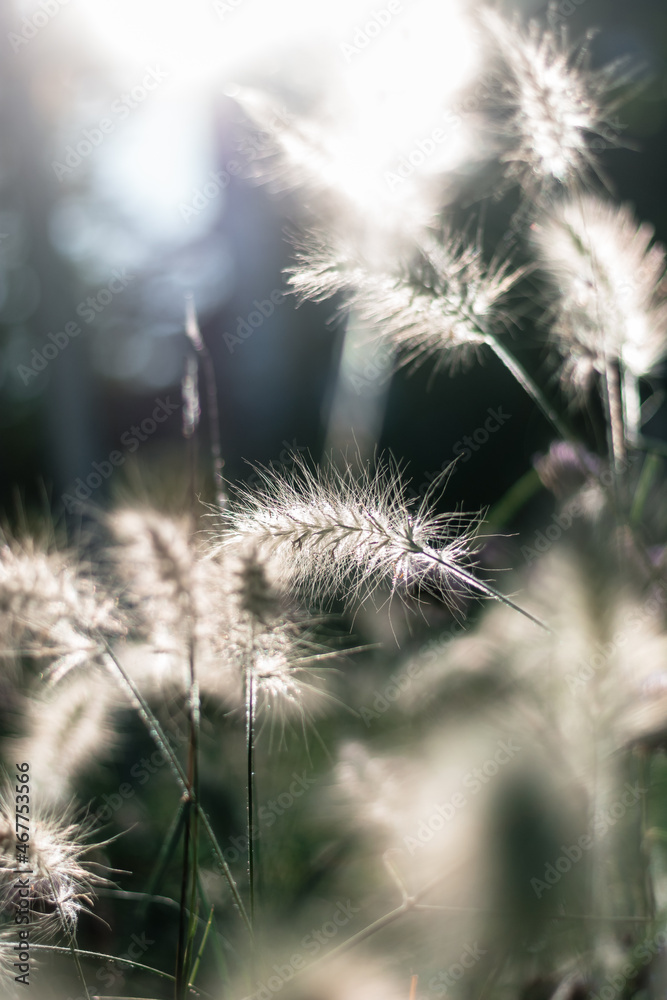 Obraz premium Gräser 2