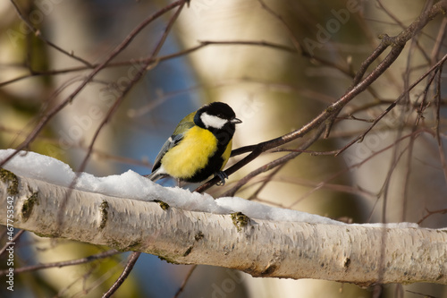Great tit, Parus major, sitting on a branch in winter, snow on the twig, bird sitting in the snow