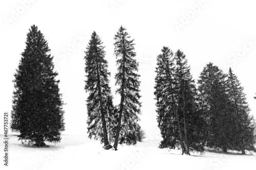 Silhouette de sapins en hiver dans la neige en noir et blanc.