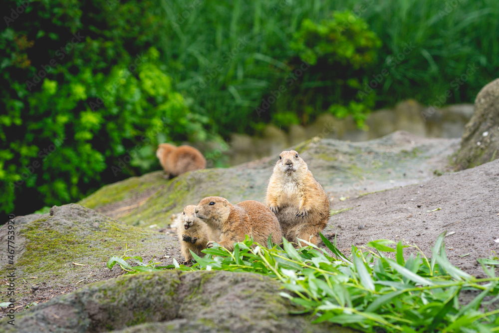 Prairie dogs in the zoo in The Netherlands, Diergaarde Blijdorp Rotterdam. Prairie dogs in the zoo in The Netherlands, Diergaarde Blijdorp Rotterdam.